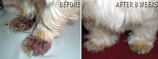 Спрей Dermacton для собак  - при аллергии, зуде, поражениях кожного покрова и шерсти, 100 г.